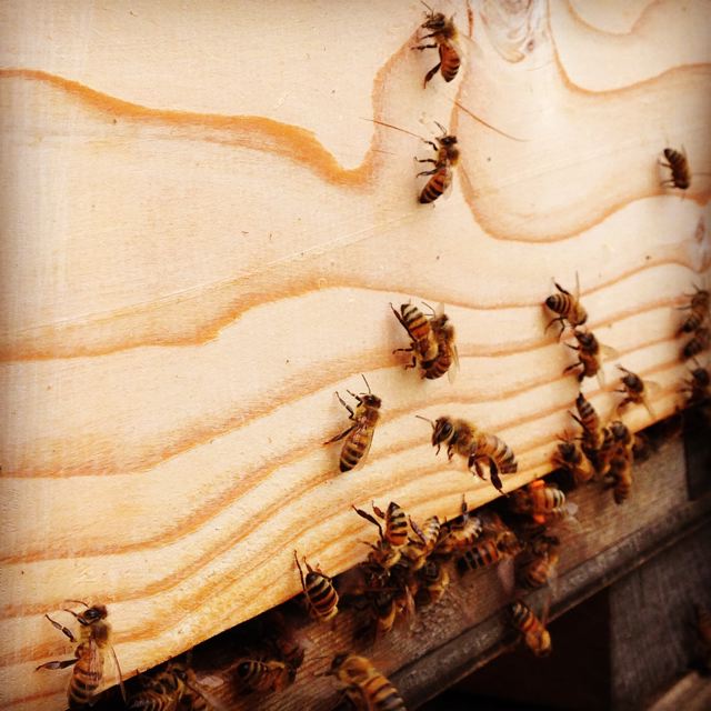 costa digiano api miele